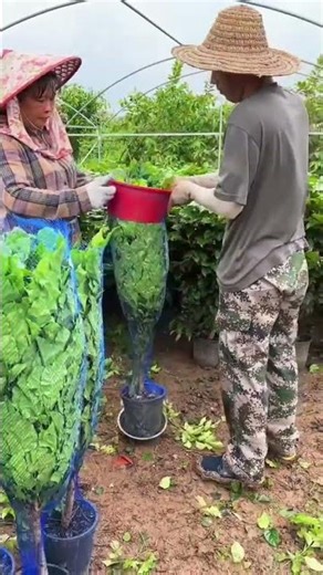 tree plant packing process. #shorts