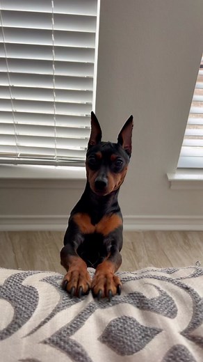 Thor the Mini Pin on TikTok