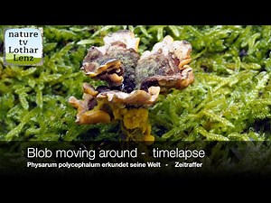 Blob moving around - timelapse. Physarum polycephalum erkundet seine Welt - Zeitraffer