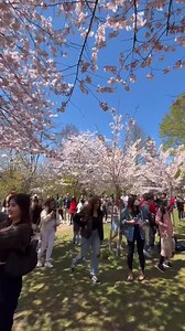 Huge crowds are visiting Toronto’s High Park to see the cherry blossoms 🌸 | blogTO