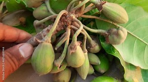 Madhuca Longifolia fruits. It is part of a traditional Indian food. Its other names madhuka, mahuwa, mahua, mahwa, mohulo, Iluppai and vippa chettu. It is found in summer season.