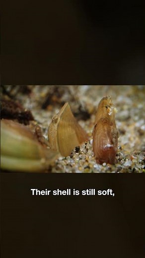 These Fish Take Baby Mussels for an Epic Joyride | #DeepLook #Shorts