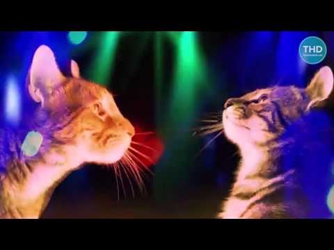 Party Cat DJ - DJ cat - Animal DJ - cat music - catparty