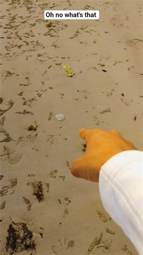 Back Where It Belongs 🌊