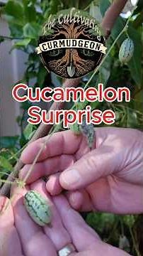 Cucamelon surprise after planting forgotten seeds #gardening #urban #shorts
