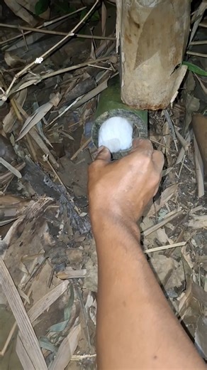 animal withdrawal in bamboo holes #shortvideo