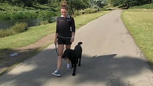 1.4K views · 40 reactions | Ziggy has now completed his residential training course with us, really pleased with the transformation :) | insync K9 | Facebook