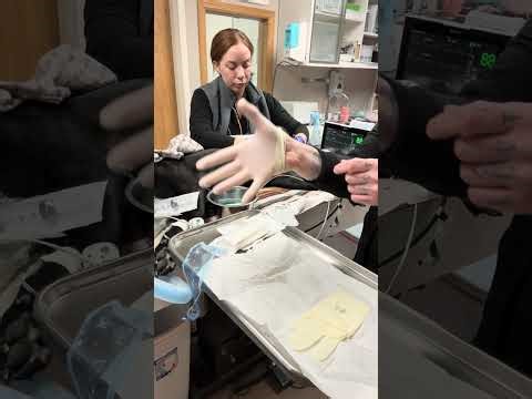 Penn Foster Externship 2 (REV2202) Skill 15 Canine Male Urinary Catheter