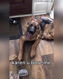 THE ADVENTURES OF STRIDER PART 3 | Strider The German Shepherd