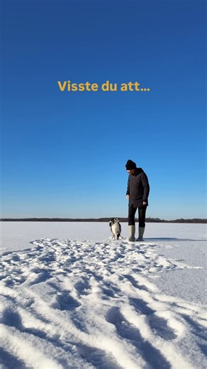 Lina & Lyra | Shaping Dogs on Instagram: "Hur jag använder detta för min hund👇🏻 Visste du att förutsägbara mönster ✨ minskar stress hos din hund ✨ hjälper hunden reglera sina känslor ✨ hjälper mig när jag ska lära hunden något nytt Jag använder mig av olika mönster för att introducera nya platser, minska på stress när kaos är ett faktum och lära hunden allt från agilitybeteenden till koppelgående. Det är MAGI. Och användbart på så många olika sätt. Vill du lära dig mer om dessa mönster? Skriv 