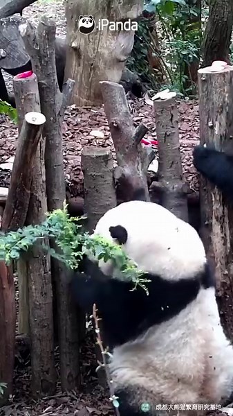 What a harmonious scene! Well-behaved baby panda plays on its own when panda mom is having lunch. (Xiao Yatou, Xiang Bing, Jiu Jiu, He Hua & He Ye) #HiPanda #ChengduPandaBase #PandaMoment #PandaOfToday #BestJobInTheWorld For more panda information, please check out: https://en.ipanda.com | iPanda