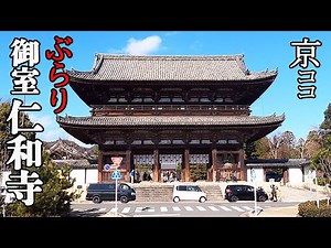 【京都おすすめ】圧巻！ ぶらり 世界遺産 御室仁和寺【京のココ見といやす】【京都観光旅行】