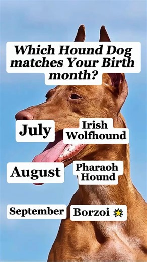 14K views · 200 reactions | Which Hound Dog Matches Your Birth Month? Part 3 #dog #hounddog #todaydogvlog #birthonthdog #puppy #lifepuppy #tiktok #animals #lover | Paws and Names | Facebook