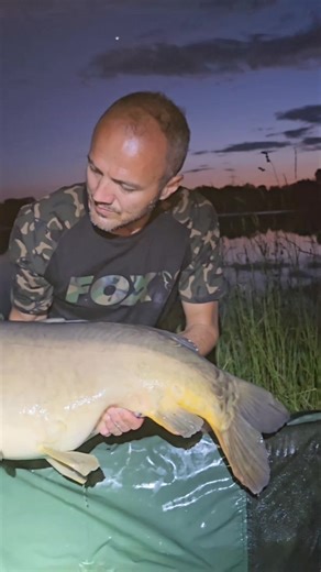 Big mirror carp | Flomby C&R