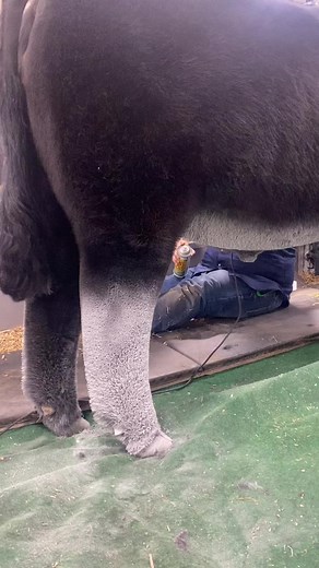 Maximizing Show Cattle Performance: Expert Tips & Techniques