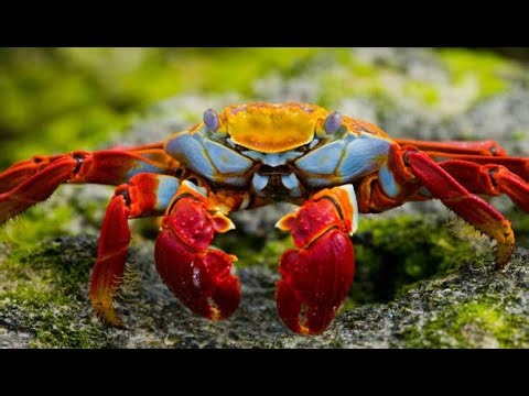 Complete Crab Farming Guide| Smart Agri Hub