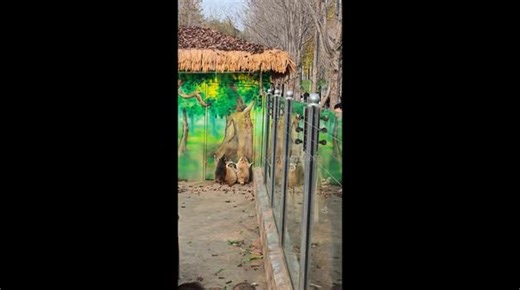 Raccoons try to climb painted tree at zoo in Shandong, China