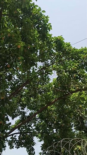 kadam ka ped (Burflower Tree) #nature