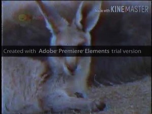 Safari Scrapbook Kangaroo (Dutch Audio)