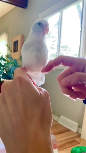 Talented Parrotlet Talking - A Showstopping Wiggle Bird