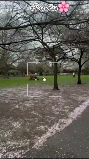 Pure Bliss: Spring Blooms in Full Glory🌸