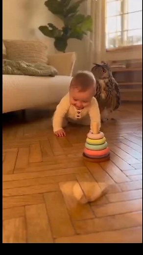 Baby Owl Owls Birds Cute Baby Cute Owl Baby Playing Owl Playing Baby and Owl Baby with Owl Pet Owl Funny Owl #Baby #Owl #CuteBaby #CuteOwl #BabyAndOwl #BabyWithOwl #FunnyOwl #OwlLovers #BabyMoments #AnimalVideos | Owl Videos