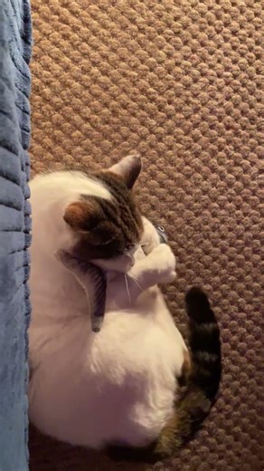 Feral cat erupts and unleashes feline hunt mode over flopping fish! #crazycats #attack #felinefury