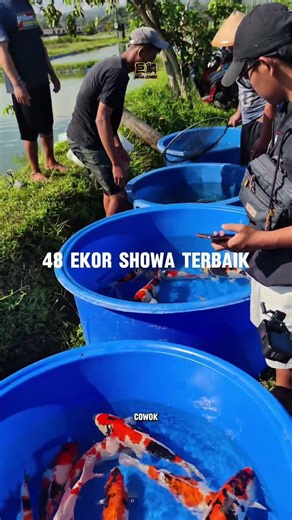 48 ikan koi showa bakal di lelang dimasterkoi jangan ketinggalan! 6 April-9 April 2026 #koi #ikankoi
