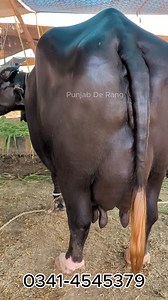 MashahALLAH 22KG Milk Bufflo | Punjab De Rang