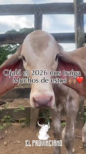 Las bendiciones de mi 2026 #ganaderia #metas #sueños #fypシ゚ #ganado #campo #Colorado | Él Provinciano