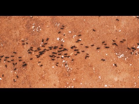 2 Hours of Relaxing Bug Sounds