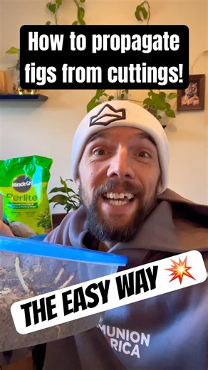 How to grow fig trees from cuttings￼