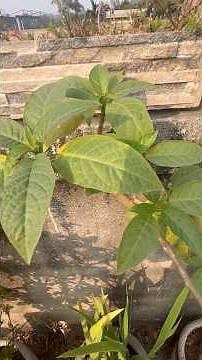 Thornapple or Devils Trumpet (Dhatura Plant)