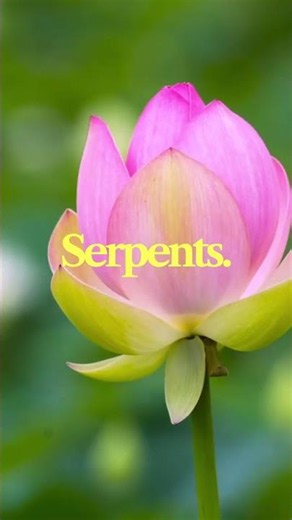 Ancient Indian Temple Symbols: The Hidden Language of Lotus Lion Wheel and Serpent