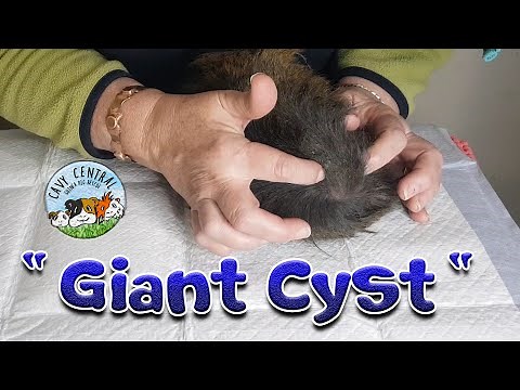 Guinea Pig Giant Sebaceous cyst removal