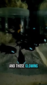 “Built-in flashlights? 🔦🐟 Meet the flashlight fish—turning the dark ocean into a starry sky! 🌌✨ #FishFacts #OceanGlow #Fyp #FlashlightFish #FishFunFacts | GuppyKoi