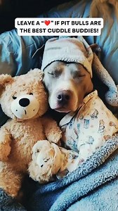 Leave a ❤️ if pit bulls are the best cuddle buddies! #pitbull #pitbulls #dog | It's A Pittie & Bully Thing