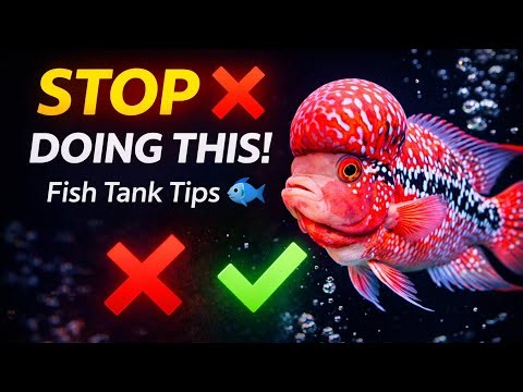 STOP ❌ Doing This! | Fish Tank Tips 🐟 | FUN WITH VAATSAV