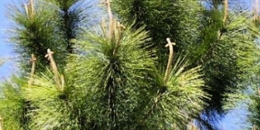 This Is What It Means When You See Crosses on a Pine Tree