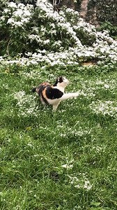 This might be the most peaceful video I’ve ever seen 😌 . (TikTok: bodrive) | Cats Doing Things