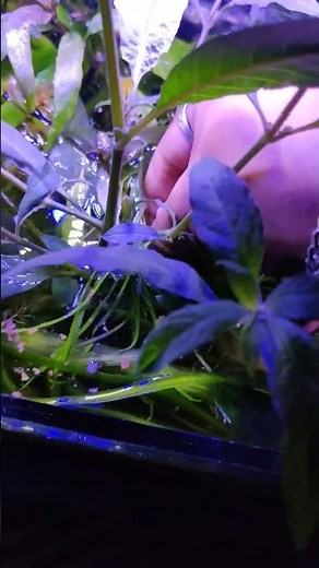 How to feed your hillstream loach 😄#shorts #feeding