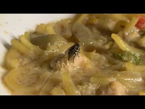 Documentary (close-up): How flies lay eggs