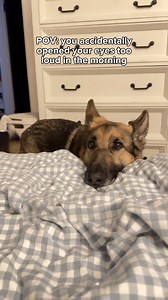 Time for breakfast!! 🤣#germanshepherd #gsd #dog #breakfast #goodmorning | Best Boy Benson