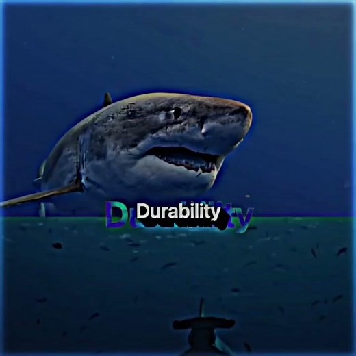 Great white shark vs hammerhead shark