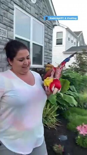 This Woman's Love For Her Parrot Is Everything Humanity Needs | The Dodo
