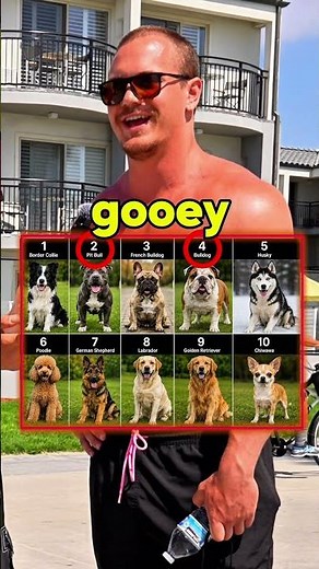 Which dog breed is the best ?