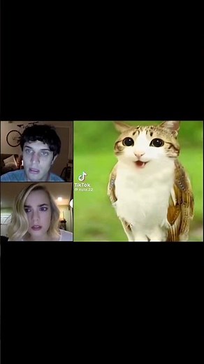 Im a new soul i came into this strange world- #meowl #shorts #cat