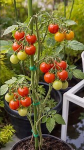 Harvesting Ripe Tomatoes from My Garden #gardening #tomato #harvest