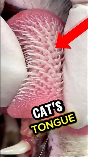 Why a Cat’s Tongue Looks So Scary Up Close!? 😱🤯