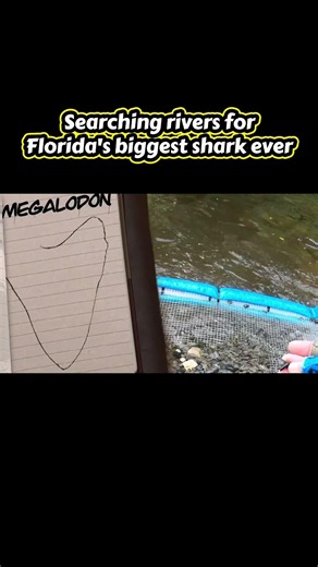 Hunting Florida's biggest shark 🦈🪏
